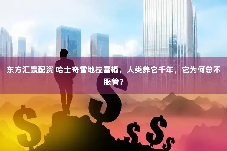 东方汇赢配资 哈士奇雪地拉雪橇，人类养它千年，它为何总不服管？