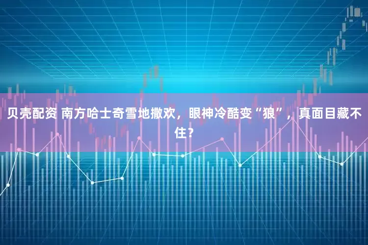 贝壳配资 南方哈士奇雪地撒欢，眼神冷酷变“狼”，真面目藏不住？